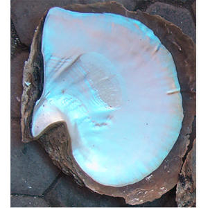 Coquillages bruts de la plus grande taille 17 cm et plus, BIJOUX EN COQUILLES, nacre brute, motif taille 18-24 cm, artisanat naturel, coquillages - Product Image 2