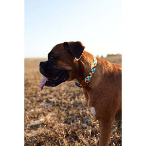 Modern Phantom Collar for Pets Tactical Style Nylon Webbing Dog Leash with Quick Release Feature Personalized <b>Light</b>-Accentuated - Product Image 2