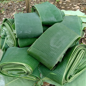 ใบกล้วยแช่แข็งแบบพรีเมี่ยมบรรจุภัณฑ์ส่งออก - Product Image 6