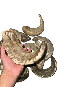 เปลือกหอยโคเชอร์เปลือกหอยทำด้วยมือแบบดั้งเดิมงานฝีมือตามธรรมชาติมากมายหินโมราเป่ายาวทางศาสนา - Product Image 5