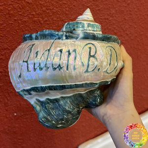 Concha Turbo Natural de Vietnam, concha marina pulida de Jade con bandas verdes grandes para decoración de boda costera náutica, manualidades de regalo - Product Image 2