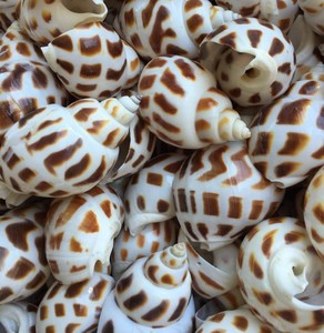 Owry Hell, excelente precio para la exportación, eashell ROM Vietam AM - Product Image 4