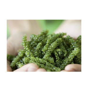 Oferta caliente 2025: Sea Grape Caulerpa Lentillifera: un gran regalo del mar Seagrape de alta calidad de buena reputación - Product Image 3