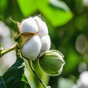 Gossypium Arboreum, - Product Image 1