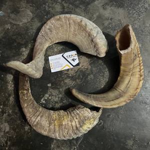 Corno de shofar en corne de mouton fait main en gros, véritable toucher, écologique, art et objet de collection, prix bas, entreprise de fabrication indienne - Product Image 2