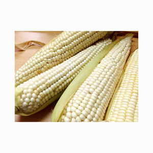 Maíz blanco de grado seco, sin OGM, apto para consumo humano y alimentación animal disponible con embalaje personalizado - Product Image 2