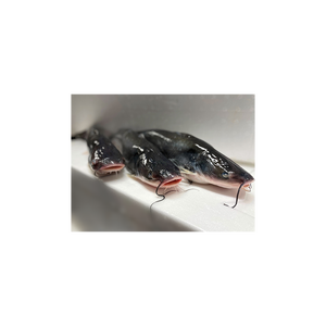 Poisson-chat entier surgelé frais à vendre, 1 kg, poisson-chat d'Afrique, emballage en vrac, type d'origine à huit étages - Product Image 2