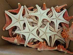 High Quality Blue Lotus Mix Decorative Seashell Natural Decoration Ashley Nguyen - Product Image 3