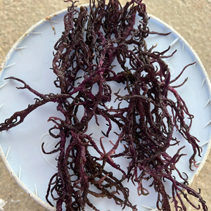 Pure Ocean's Boost Sea Moss Exportación de Vietnam, 100% Natural - Product Image 1