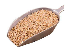 Grains de blé séchés de la meilleure qualité Grains de blé tendre et dur orge en vrac Grains de blé pour la vente en gros - Product Image 4