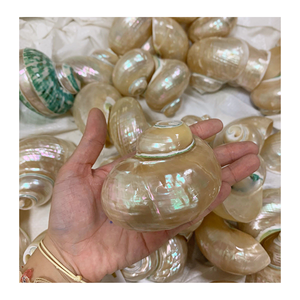 Vietnam Factory 99 Gold Data Supplies Conch Shell en blanco y verde para exhibición artesanal y uso decorativo - Product Image 4