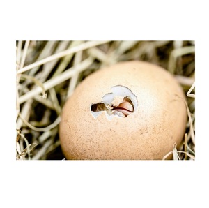 Direct Poultry Price Fresh Table <b>Eggs</b> and Fertilized Broiler <b>Chicken</b> <b>Eggs</b> Cobb 308 /Cobb 700 <b>Fertile</b> - Product Image 2