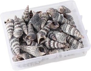 Batillaria zonalis เปลือกหอย/มหาสมุทรเก็บเกี่ยว/สำหรับงานฝีมือตกแต่งหรือเครื่องประดับ - Product Image 2