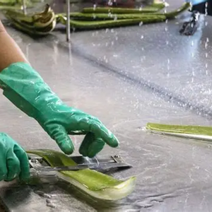 ALOÉ VERA ENLATADO AL POR MAYOR, LIMPIO Y REFRESCANTE - Product Image 6