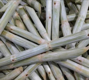 สินค้ามาแรง - น้ำอ้อยแช่แข็งจากเวียดนาม เหมาะสำหรับร้านน้ำผลไม้ ร้านเครื่องดื่ม และโรงงานผลิตเครื่องดื่ม - Product Image 4