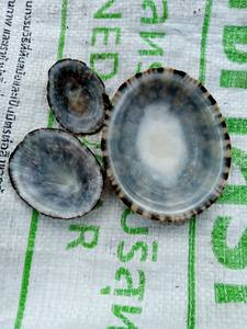 HOT DEAL PRODUIT DE BLEU LOTUS LIMPET SHELL POUR L'ALLAITEMENT MS.CHERISH CONFORTABLE POUR LA FEMME ENCEINTE - Product Image 6