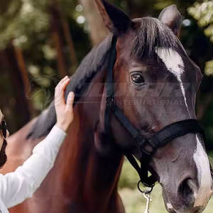 Licou d'équitation en cuir avec boucles en métal solide et confortable, idéal pour l'entraînement - Product Image 6
