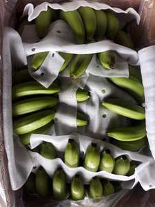 Plátano Cavendish Verde Fresco de Calidad Orgánica Premium, 0.3 kg, en Venta - Product Image 5