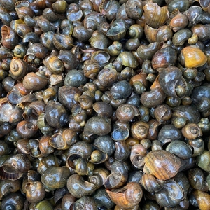 Caracoles Congelados Populares para Cocinar en Restaurantes, Hogares, Uso Agrícola y Comercio de Exportación con Calidad Estable - Product Image 4