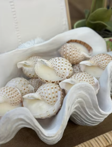 Tun manchado de concha de mar de alta calidad para decoración del hogar y artesanías creativas - Product Image 4