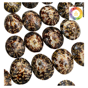 Conchas de Lapa de Vietnam de alta calidad, conchas marinas pulidas limpias para manualidades y decoración - Product Image 1