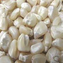 Maíz Blanco Seco No Glutinoso, Listo para Exportación, 24 Meses de Vida Útil, Uso Industrial y Nutricional, Origen Tailandia, Envío a Todo el Mundo - Product Image 2