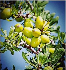 Aceite de Argán Orgánico Puro Extraído de Plantas, Prensado en Frío, Grado Premium, para Hidratar el Cabello, Repararlo, Darle un Aspecto Saludable, Suave y Largo - Product Image 2