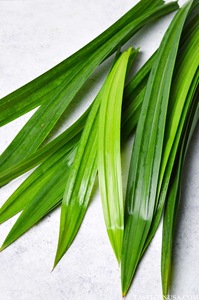 Hojas de Pandanus frescas de Grado Superior secas 100% estilo Natural gran precio hecho en Vietnam para hornear, desierto, material de cocina - Product Image 4