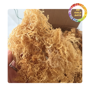 Wholesales Cottoni Sea Moss <b>Raw</b> Seaweed for Carrageenan and Food Ingredient Use | Viet Nam manufacture - Product Image 4