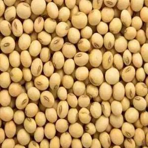 High Quality Non GMO Yellow <b>Soybeans</b> - <b>Soybeans</b> /Soya Bean.NON-GMO Soya Beans - Product Image 2