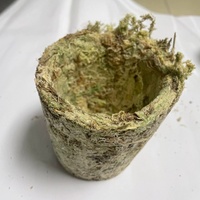 Pot Mini Anggrek Ramah Lingkungan dengan Lubang Drainase, Pembelian Grosir, Cangkir Plastik Besar, Perlengkapan Berkebun Rumah, Kit Penyemaian Bibit, Murni