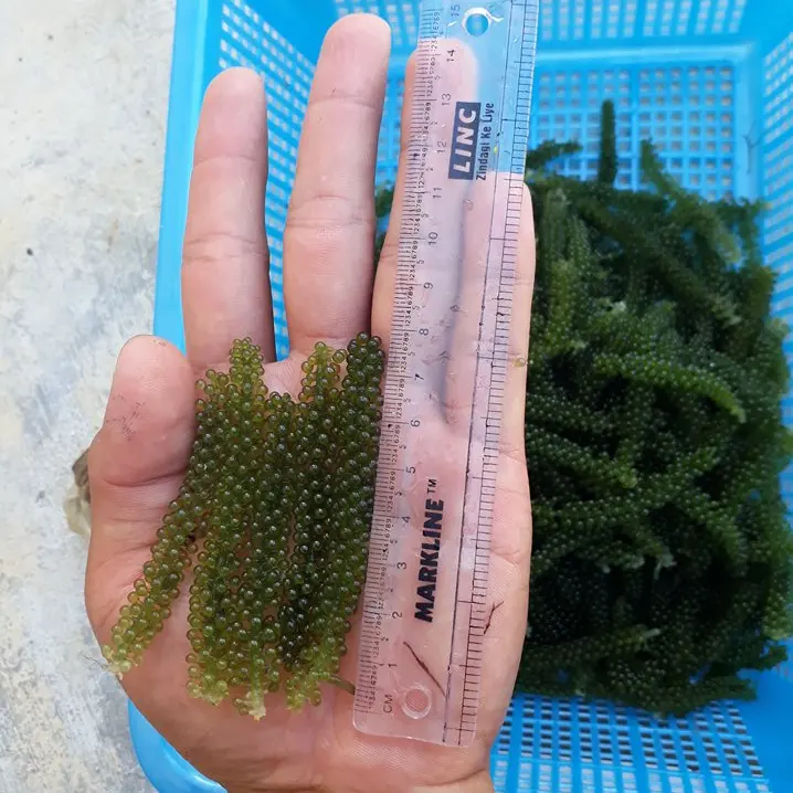 Fresh sea grapes hot selling sea grapes from viet nam sea grapes high quality Green Seaweed