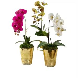 El último diseño curvo a mano, jarrones y macetas de flores pulidos en oro brillante, buena calidad, suministros de decoración para el hogar y la habitación - Product Image 1