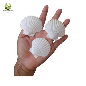 Conchas de Vieira Pulimentadas Multicolores Naturales y Ecológicas para Manualidades, Decoración de Playa, Decoración de Acuarios, Proyectos Hechos a Mano - Product Image 2