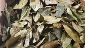HOT DEAL VIETNAM FOURNISSEUR DE FEUILLES DE SOURSOP SÉCHÉES VENTE EN GROS EXPORTATION TOP VENTES FOURNITURE DE FEUILLES DE THÉ NATUREL DE QUALITÉ SUPÉRIEURE - Product Image 4