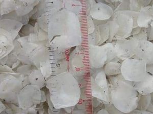 Escarlas de Pescado Secas al Sol Naturales de Vietnam, Proveedor de Materia Prima al por Mayor - Product Image 4