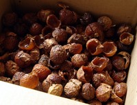 Noix de savon en gros, Sapindus, prix le plus bas du Vietnam