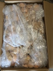 เปลือกปูแห้งขนาดใหญ่สำหรับอาหารทะเลและร้านอาหารฟาสต์ฟู้ด - Product Image 6