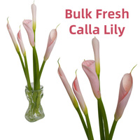 Lys Calla Frais du Yunnan en Gros, Couleurs Mixtes, Fleurs Coupées Zantedeschia en Vrac pour Bouquets de Mariage et Arrangements Floraux