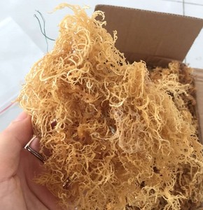 Algues séchées Cottonii / Eucheuma Cottonii Algues séchées de haute qualité provenant de 99 Gold Data Vietnam - Product Image 5