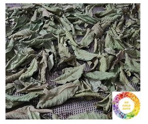 Ổi lá truyền trà với 100% tươi ổi lá tự nhiên chất lượng cao cai nghiện làm sạch trà giúp lượng đường trong máu thấp hơn - Product Image 5