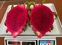 Hot & Speciaal Verkopen Hoge Kwaliteit & Goedkope Prijs Vers Drakenfruit/Verse Pitahaya Van Vietnam