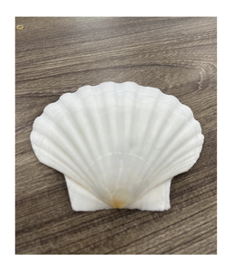 Conchas de vieira disponibles en diferentes tamaños para presentación de cenas Tiendas de artesanía y decoración Marcas de exportación - Product Image 1