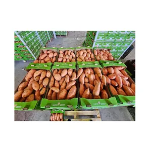 Hochwertiges Produkt Spitzenqualität Ägypten bio-frische süßkartoffeln Gemüse zum Großkauf