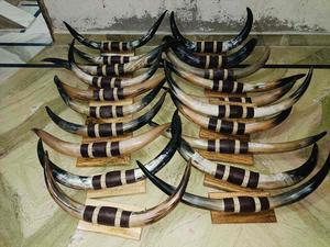 Cuerno de animales de estilo rústico y Occidental auténtico Vintage, cuerno decorativo de montaje en pared para interiores de Tradebit - Product Image 5