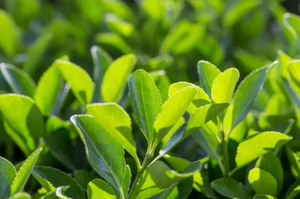 ヒリーリーフエキス粉末ヒリーリーフP.E LIEX Chinesi Simsエキス - Product Image 3