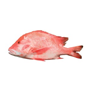 Mulet gris congelé, mulot rouge, poisson entier, poissons frais, vente en gros de fruits de mer, poisson rouge congelé - Product Image 6