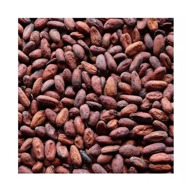 焼き素材天然卸売価格乾燥生ココア豆ベトナムローストココ豆