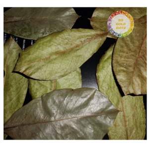 Feuilles de corossol séchées en gros, exportation en vrac, feuilles de graviaola propres, fournisseur du Vietnam, réseau mondial - Product Image 6