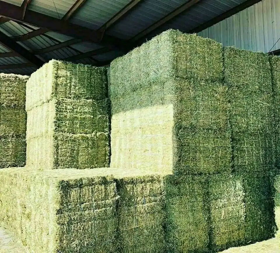 Alfalfa Hay/Timothy Hay and Other Hay Types For Animal feed